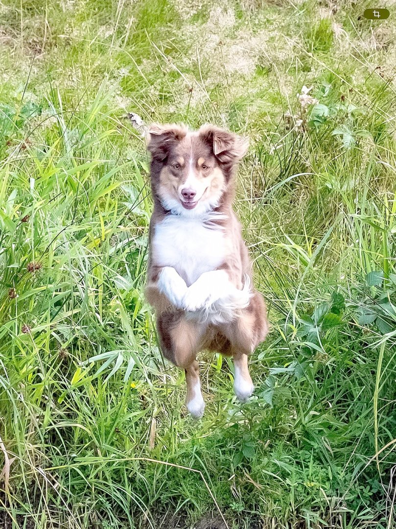 Die schönsten Hunde-Fotos aus Ostfriesland (Galerie I) - Bild 37