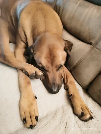 Die schönsten Hunde-Fotos aus Ostfriesland (Galerie II) - Bild 7