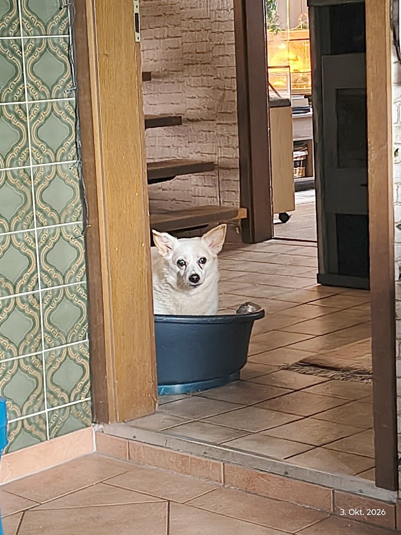 Die schönsten Hunde-Fotos aus Ostfriesland (Galerie II) - Bild 12
