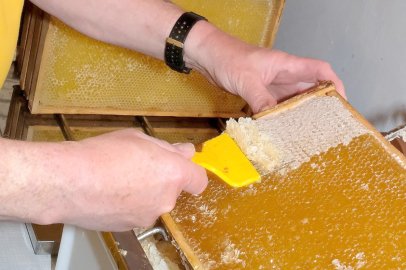 Imker füllen Rapshonig ab - Bild 2