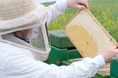 Imker füllen Rapshonig ab - Bild 4