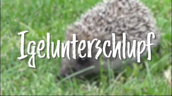 In d' Tuun: Igelunterschlupf