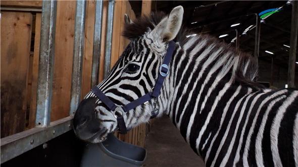 Ein Zebra in Ostfriesland