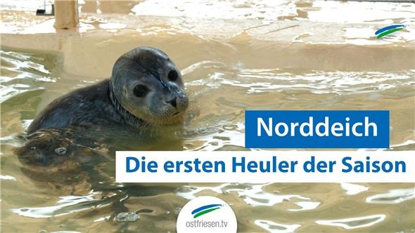 Kleine Seehunde in Not: So werden Karla und Maca in Norddeich aufgepäppelt