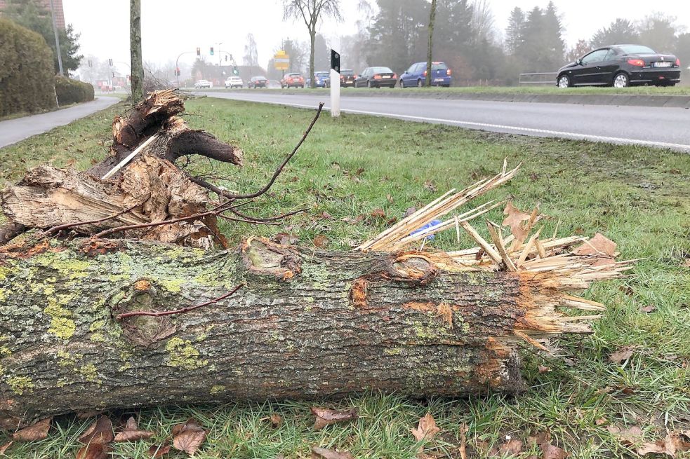 In einer langgezogenen Rechtskurve war der Mann von der Straße abgekommen und gegen einen Baum geprallt. Bild: Ammermann