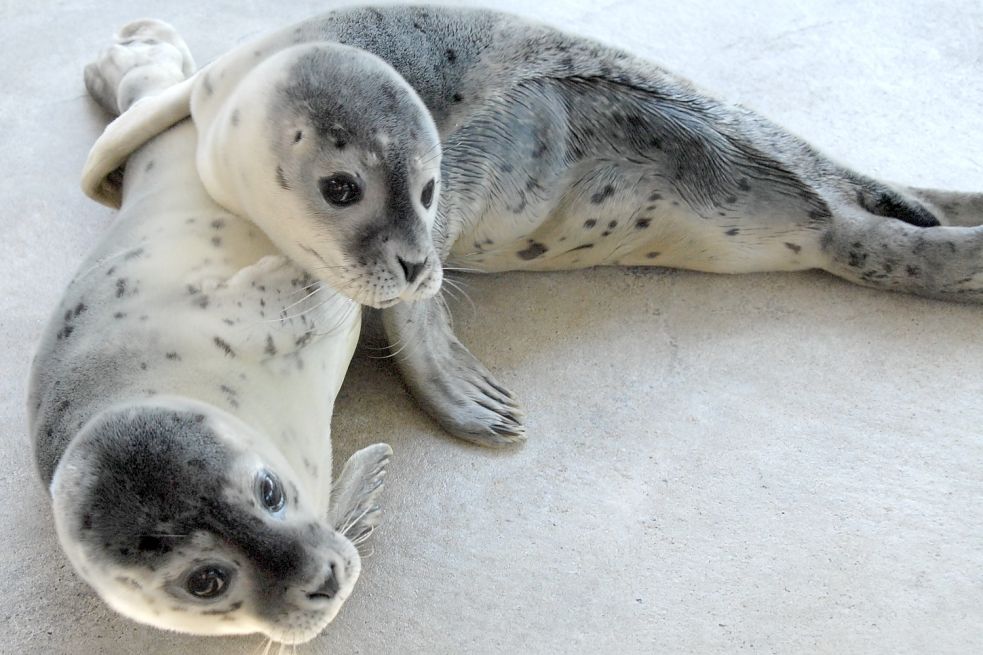 Die Heuler Wilma und Waltraud sind derzeit in der Aufzuchtstation in Norddeich. Foto: Seehundstation Norddeich