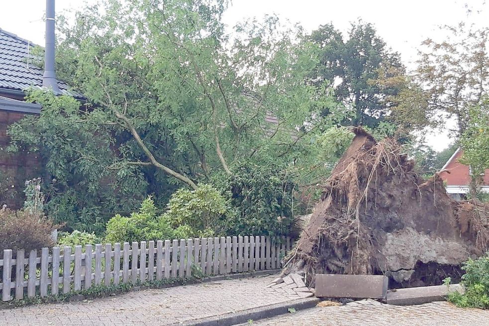 In Riepe wurde ein mächtiger Baum vom Sturm entwurzelt. Foto: Feuerwehr