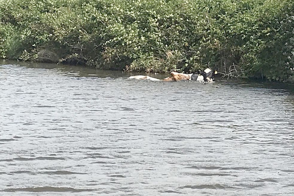 Die Kühe schwimmen im Kanal und treiben auf die Schleuse zu. Dort hätten sie den Tod finden können. Foto: Feuerwehr