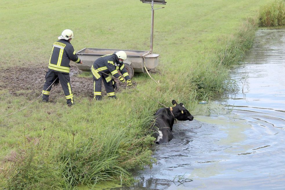 Die Einsatzkräfte der Feuerwehr Krummhörn-Ost legten der Kuh eine Leine um.