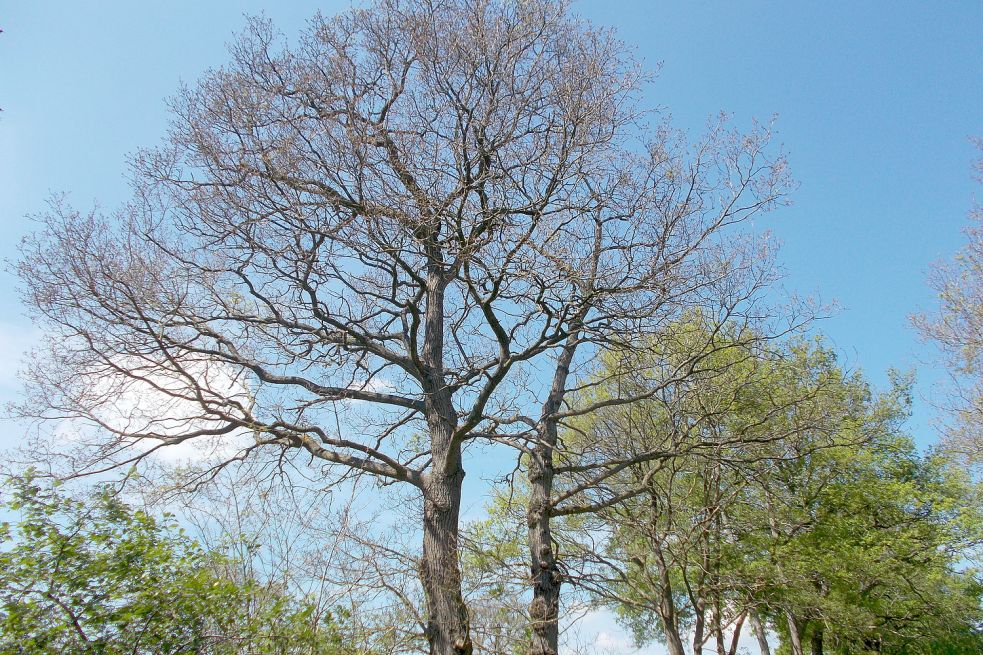 Komplett kahl gefressen waren die Kronen vieler Eichen im südlichen Ostfriesland. Foto: BUND