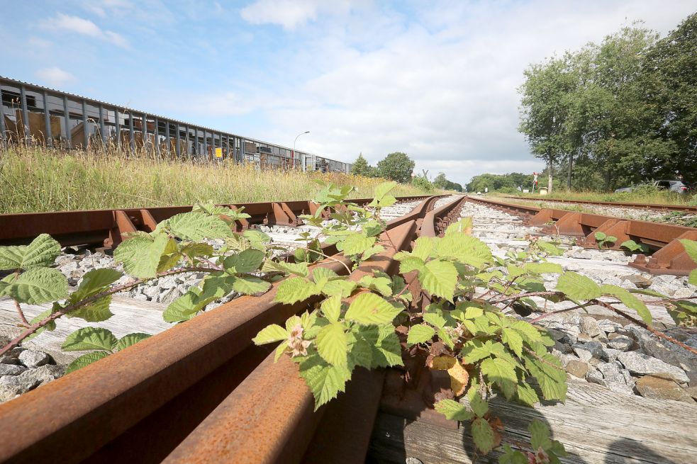 Brombeeren gedeihen auf der 2008 reaktivierten Strecke Aurich-Abelitz. Denn zur Zeit fahren auch nicht sonderlich viele Güterzüge in Aurich ab. Foto. Romuald Banik