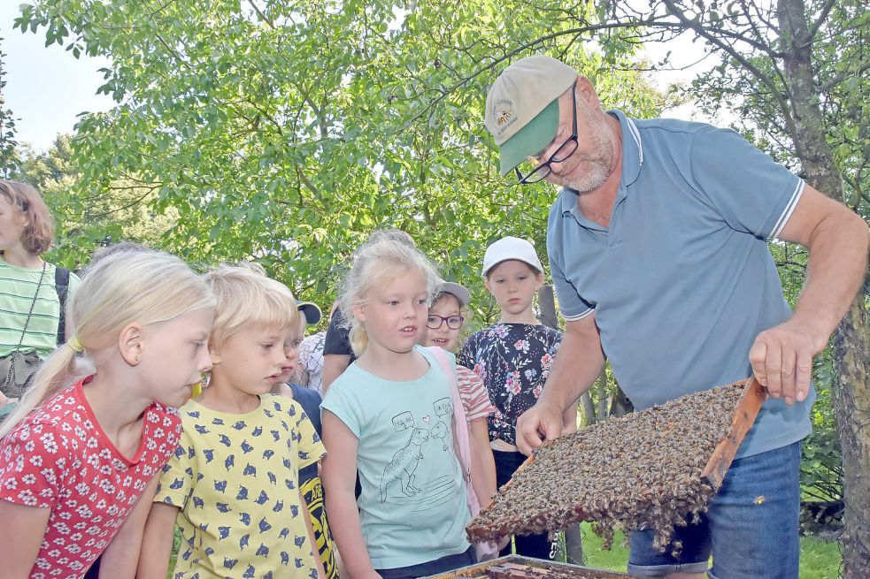 Imker Jürgen Erdmann aus Rechtsupweg zeigte Kindern Honigwaben, auf denen Tausende Bienen krabbeln. Weil seine Tiere sehr friedvoll sind, braucht der 59-Jährige keine Schutzkleidung und die Kinder konnten ganz nah an den Stock ran. Foto: Thomas Dirks