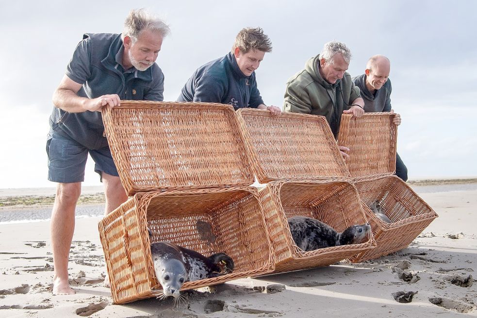 Die drei jungen Seehunde „Max“, „Martin“ und „Sixtyfour“ wurden von der Seehundaufzuchtstation in Norddeich wieder in die Freiheit entlassen. Foto: DPA