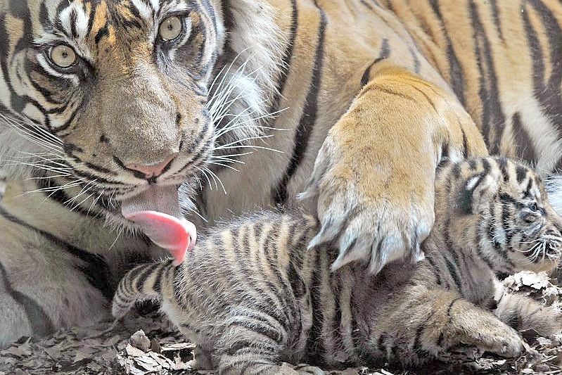 Eine Sumatra-Tigerin in einem Zoo in Deutschland (Symbolbild). Foto: Boris Roessler/dpa