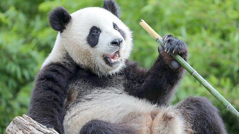 Der Große Panda Bao Mei im Zoo Pairi Daiza in Belgien. Foto: Zhang Cheng/XinHua/dpa