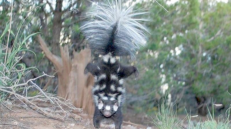 Ein Fleckenskunk steht auf seinen Vorderbeinen (bestmögliche Bildqualität). Bei Gefahr versuchen die Tiere, dem Angreifer mit einem Handstand zu imponieren - das lässt sie größer wirken. Foto: Jerry W. Dragoo/Field Museum/dpa