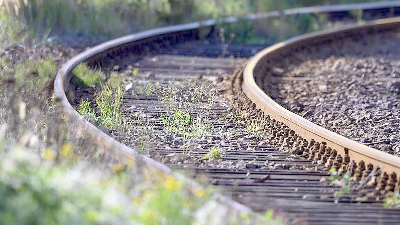 Unkraut wächst zwischen den Gleisen auf dem Gelände eines Bahnhofs. (Archivbild). Foto: Jens Büttner/dpa-Zentralbild/dpa