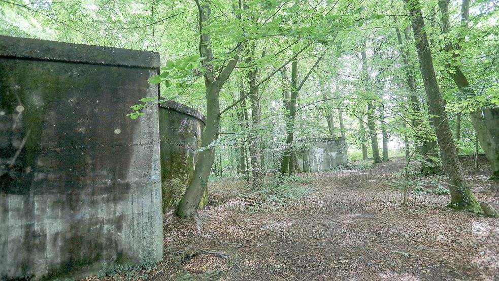 Im Sandhorster Wald ist ein Areal von rund 30 Hektar vorgesehen, das von der Moltkebahn vorbei an den alten Bunkern bis an die Grenze des Wasserschutzgebiets reicht. Archivfoto: Romuald Banik