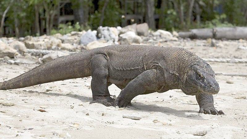 Der Komodowaran, die größte lebende Echse der Welt, ist jetzt als „stark gefährdet“ eingestuft worden. Foto: Made Nagi/EPA/dpa