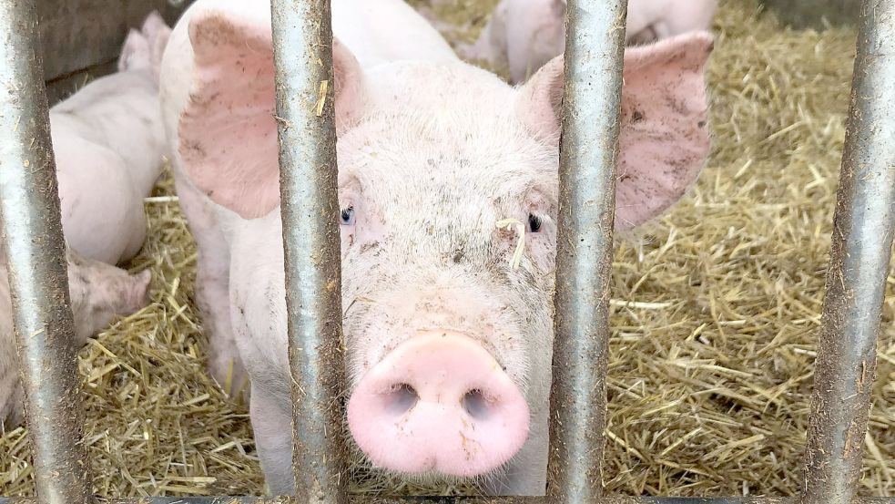 Seit Wochen sinken die Erzeugerpreise für Schweinefleisch. Landwirte stellt das vor Probleme. Foto: Nina Kallmeier