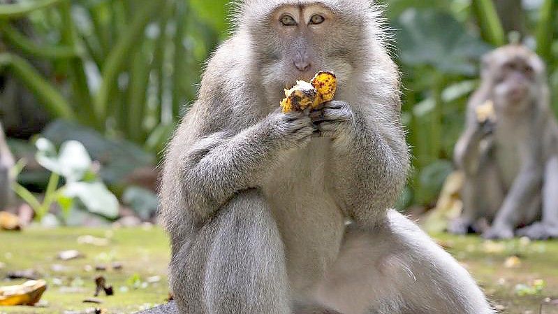 Makaken fressen Bananen während der Fütterungszeit im Sangeh Monkey Forest. Foto: Firdia Lisnawati/AP/dpa