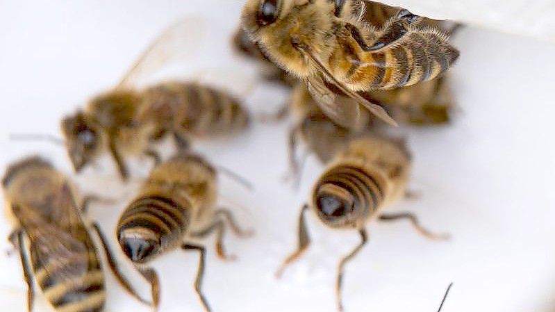 Bienenstöcke werden in den Dünen von Baltrum aufgestellt. Foto: Sina Schuldt/dpa