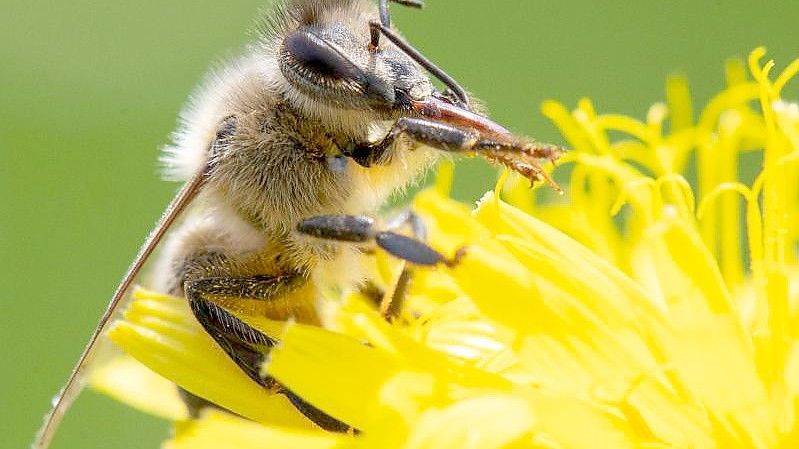 Insekten dürften davon profitieren, dass Glyphosat in Deutschland nur noch eingeschränkt benutzt werden darf. Foto: Sebastian Gollnow/dpa