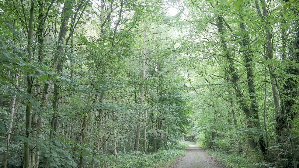 Drei Ortsräte halten den Popenser Wald für optimal für einen Bestattungswald. Aber es gibt noch offene Fragen. Foto: Romuald Banik