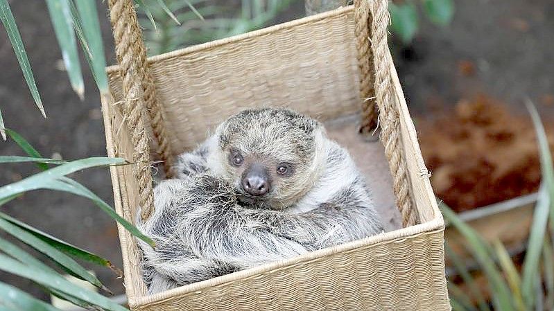 Eeinjähriges weibliches Faultiers Feira, genannt Fe, das zusammen mit dem zweijährigen männlichen Faultier Moana, genannt Mo, nun im Zoo Edinburgh wohnt. Foto: Rzss/PA Media/dpa