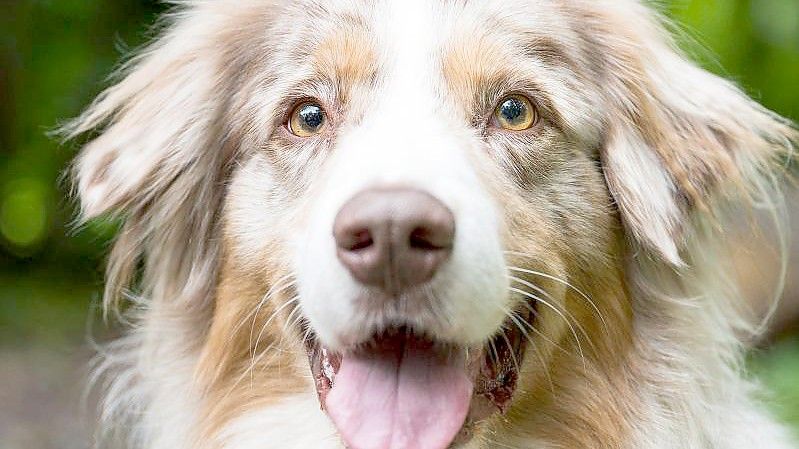 2,7 Prozent mehr Hundesteuer gab's 2020 für Deutschlands Städte und Gemeinden. Foto: Oliver Dietze/dpa