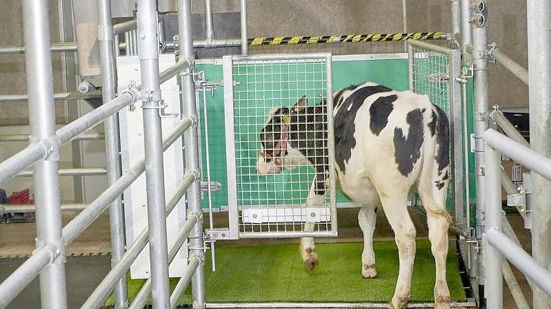 Ein Kalb betritt eine Latrine im Versuchsbauernhof in Mecklenburg-Vorpommern. Foto: Thomas Häntzschel/FBN/dpa