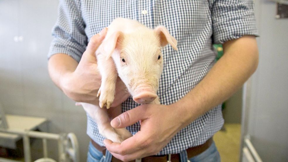 Landwirte bekommen für ihre Schweine kein Geld mehr. Die Branche steckt in einer schweren Krise. Foto: Michael Gründel
