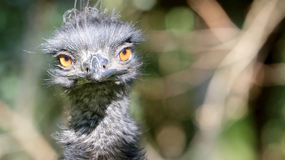 Emus werden zwischen 1,6 und 1,9 Metern hoch. Symbolfoto: DPA/Roland Weihrauch