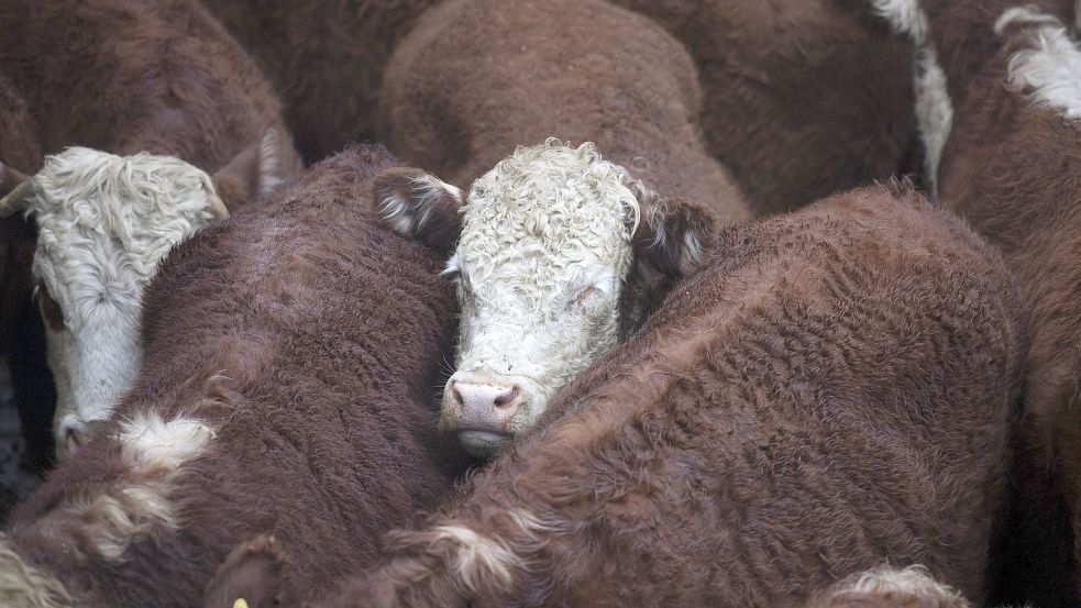 Drei Rinder des Landwirtes verstarben. Symbolfoto: DPA