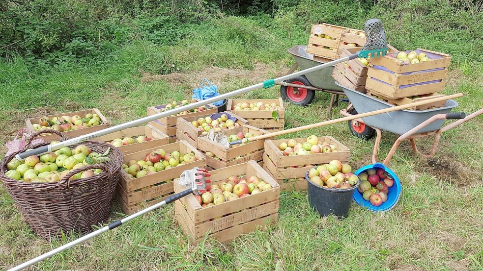 So war es im vergangenen Jahr: Kistenweise Äpfel wurden im „Dreescher Appeltuun“ in Upgant-Schott geerntet. Archivfoto: privat