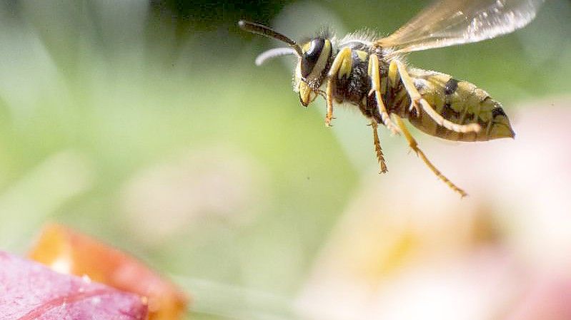 Eine Wespe fliegt über Äpfel in einem Obstgarten. Tierschützer haben weniger Wespen in diesem Jahr registriert. Foto: Julian Stratenschulte/dpa