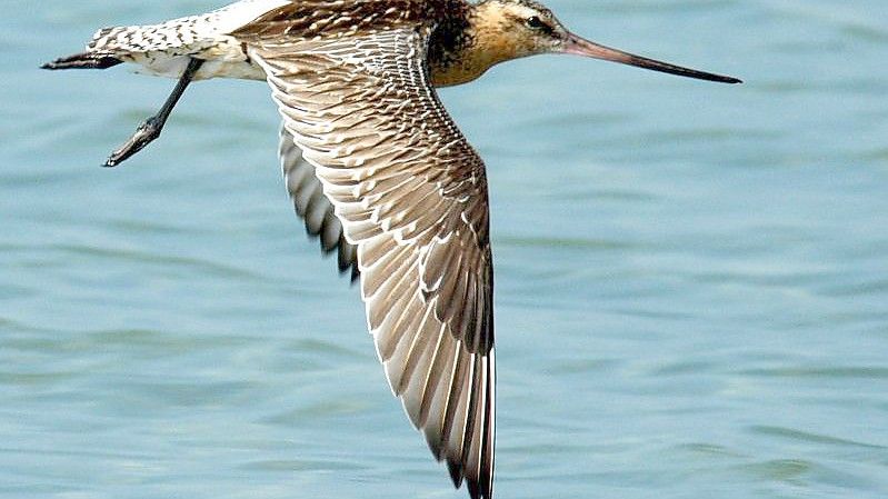 Eine Pfuhlschnepfe im Flug. Die scheue Pfuhlschnepfe - ein 40 Zentimeter großer Vogel mit flacher Brust, braun-weiß quergestreiftem Schwanz und einem langen Schnabel - ist ein echter Marathon-Flieger. Foto: Hans-Wilhelm Grömping/Naturschule/dpa