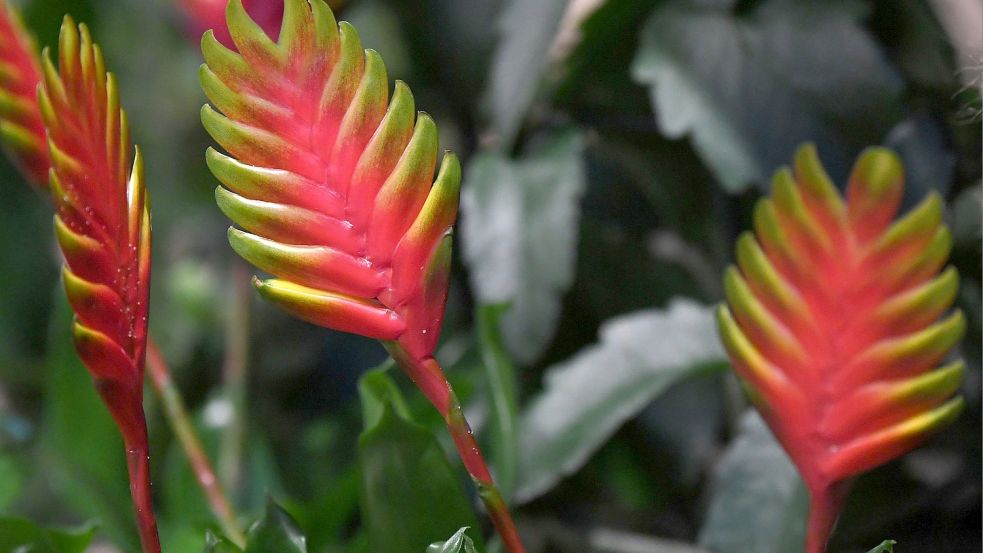 Bromelien stammen ursprünglich aus den Tropen. Daher mögen sie es eigentlich feucht – aber auch nicht zu feucht. Foto: dpa/Andrea Warnecke