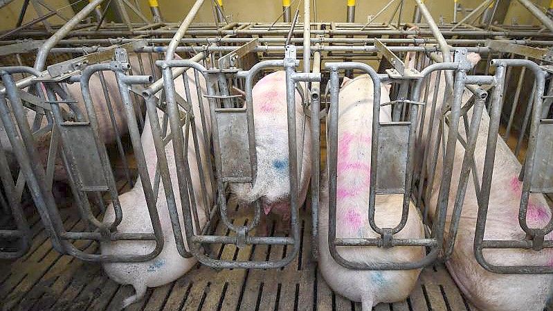 Schweinebauern begrüßen, dass Aldi und Lidl durch Sonderangebote die Abnahme von Schweinefleisch antreiben. Foto: picture alliance / dpa