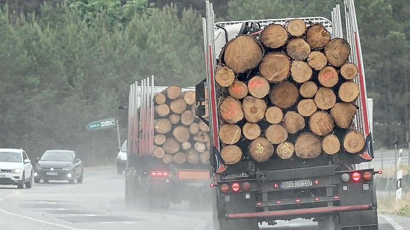 Um Engpässen und massiven Preissteigerungen bei Bauholz in Deutschland entgegenzuwirken, werden vorübergehende Exportbeschränkungen gefordert. Foto: Patrick Pleul/dpa-Zentralbild/dpa