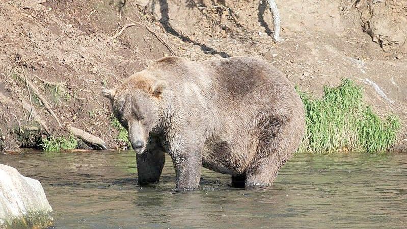 Zu Beginn des Sommers war Otis noch ziemlich dünn. Dann aber hat er mächtig zugelegt. Foto: -/Katmai Nationalpark /dpa