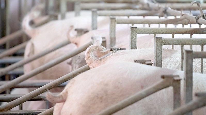 Vielen Schweinehaltern fehlt eine Perspektive und Rückhalt seitens der Politik. Foto: Sven Hoppe/dpa