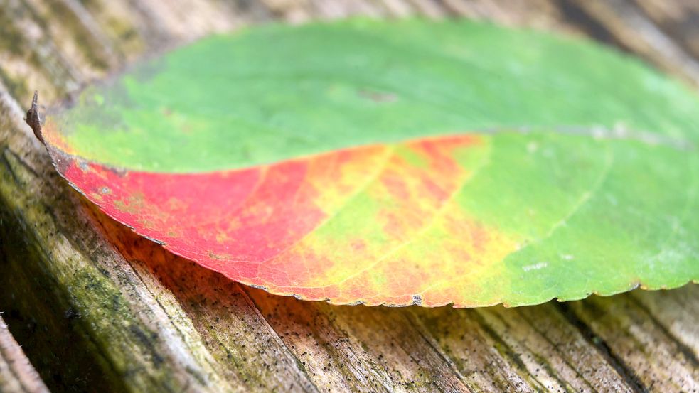 Das Farbenspiel auf dem herbstlichen Blatt deutet auf eine Koalition von SPD, FDP und Grünen. Foto: DPA