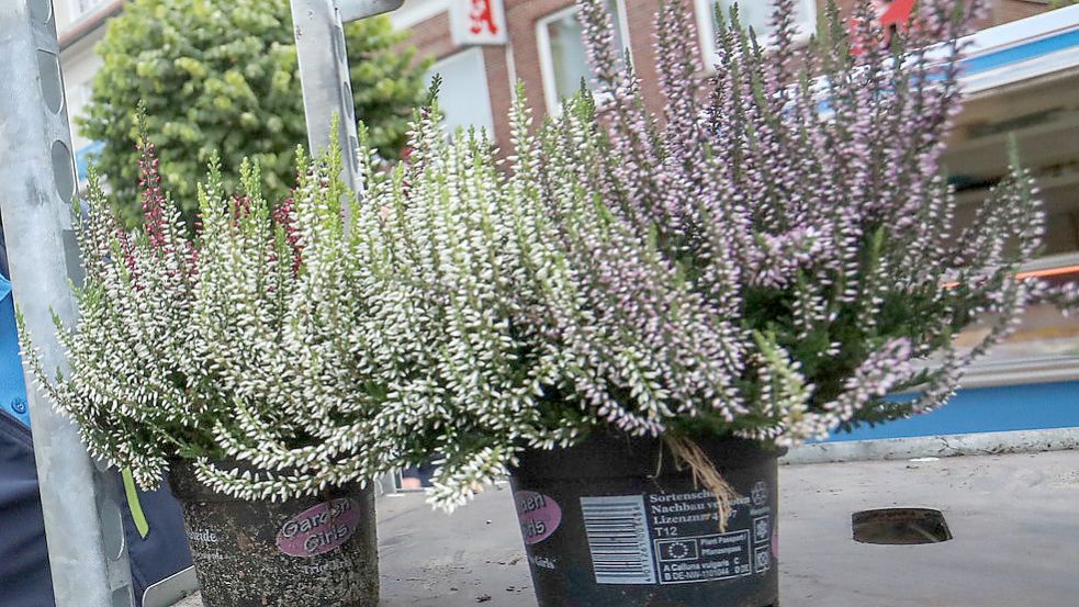 Das Heidekraut steht im Zentrum beim Heidemarkt. Foto: Romuald Banik