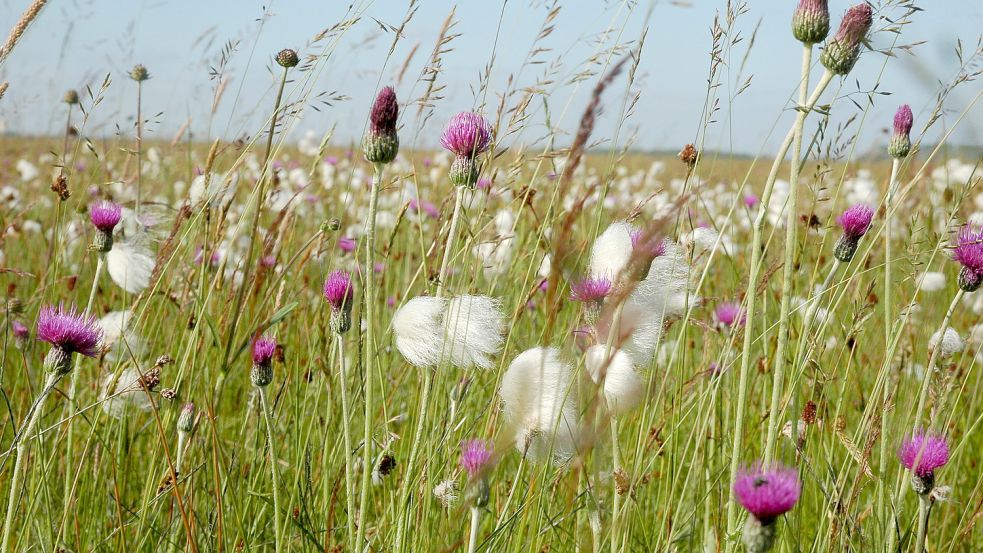 Weitläufig und bunt: Pfeifengraswiesen sollen am Großen Meer wiederhergestellt werden. Foto: Michael Steven/Nabu