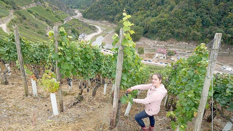 Eva Lanzerath, die gerade ihre Amtszeit als Deutsche Weinkönigin beendet hat, freut sich jedes Jahr auf die Weinlese. Foto: Thomas Frey/dpa