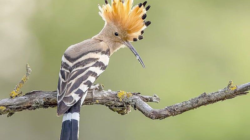 Ein Wiedehopf steht auf einem Ast. Er steht zur Wahl zum „Vogel des Jahres“ 2022. Nun kann von der Bevölkerung wieder abgestimmt werden. Foto: Paul Gläser/NABU/CEWE/dpa