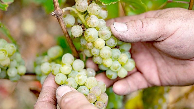 Für Frankreichs Winzer zeichnen sich historisch schlechte Erträge ab. Die Weinbauern im Elsass an der Grenze zu Baden-Württemberg trifft es mit um 12 Prozent geringere Ertragsaussichten vergleichsweise milde. Foto: Marijan Murat/dpa