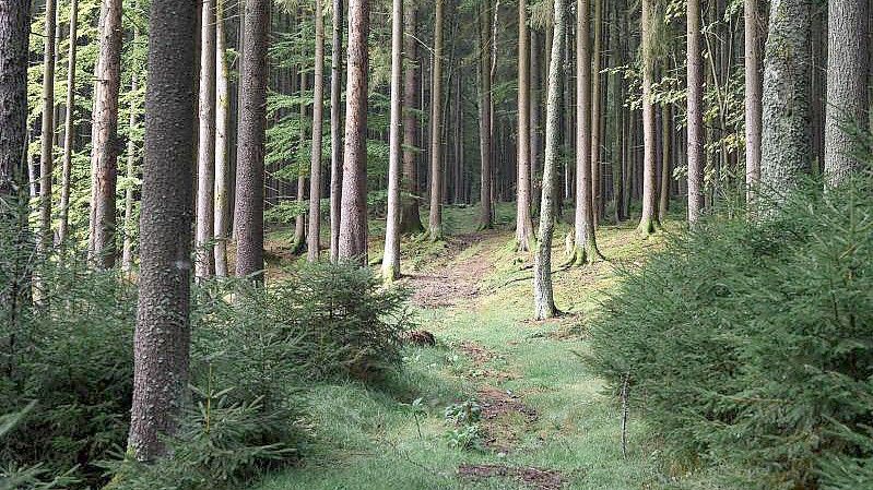 Ein achtjähriges Mädchen aus Berlin hat sich im Wald an der deutsch-tschechischen Grenze verirrt. Foto: Daniel Vogl/dpa