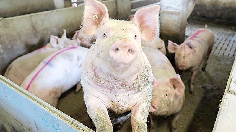 In Nordrhein-Westfalen sollen Schweineställe gebaut werden, die zeigen sollen, wie Tierhaltung in Zukunft aussehen könnte. Foto: Jörn Martens